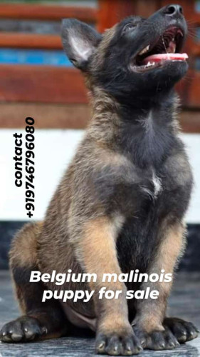 Belgium melons